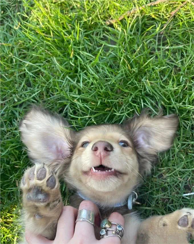 萌宠百科|迪士尼在逃狗狗腊肠犬攻略