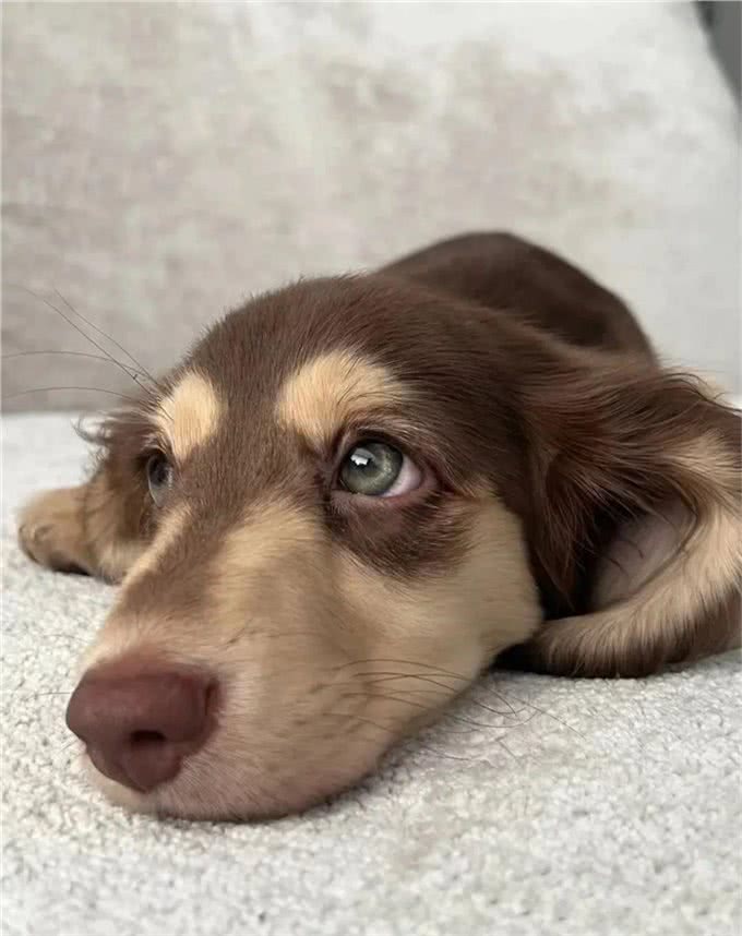 萌宠百科|迪士尼在逃狗狗腊肠犬攻略