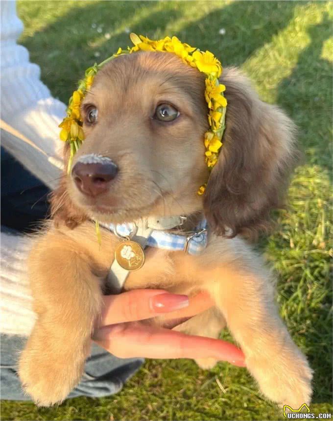 萌宠百科|迪士尼在逃狗狗腊肠犬攻略