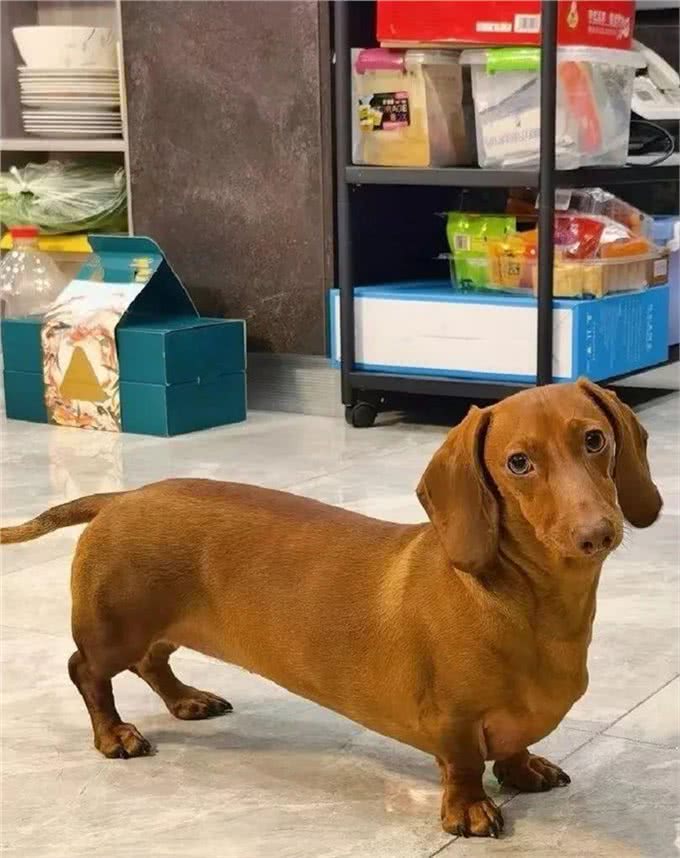 萌宠百科|迪士尼在逃狗狗腊肠犬攻略