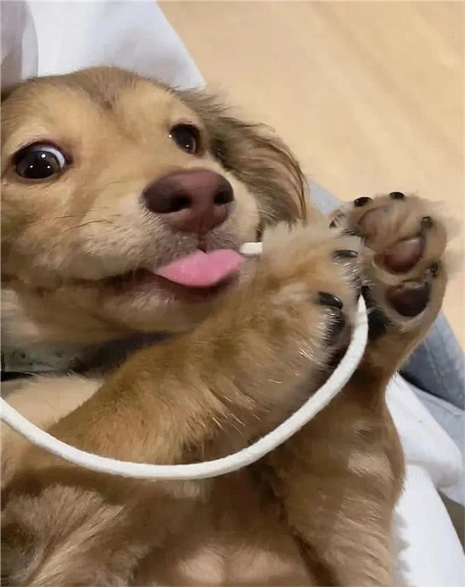 萌宠百科|迪士尼在逃狗狗腊肠犬攻略