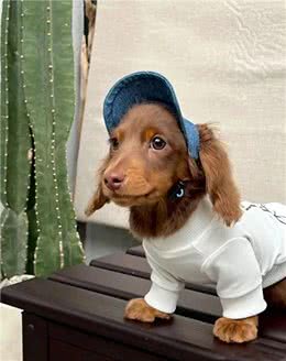 萌宠百科|迪士尼在逃狗狗腊肠犬攻略