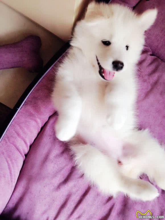 狗狗应疾病导致失明,主人3年不离不弃,原做你的眼睛陪伴一生