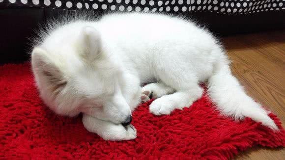 狗狗应疾病导致失明,主人3年不离不弃,原做你的眼睛陪伴一生