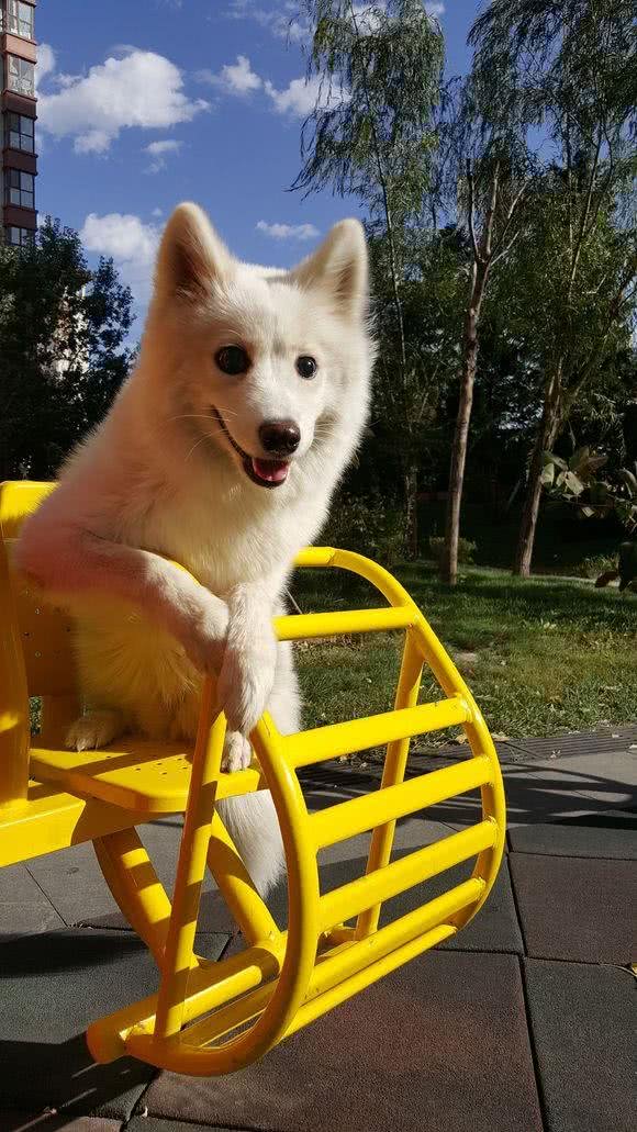 狗狗应疾病导致失明,主人3年不离不弃,原做你的眼睛陪伴一生