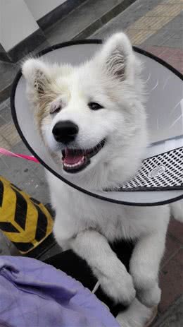 狗狗应疾病导致失明，主人3年不离不弃，原做你的眼睛陪伴一生