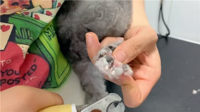 如何给狗狗剪指甲，如果你家狗狗遛的不够，或者根本不遛
