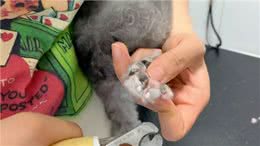 如何给狗狗剪指甲，如果你家狗狗遛的不够，或者根本不遛