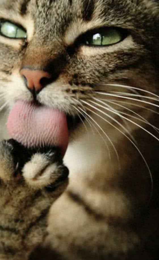 狗舔一口四肢截掉，猫舔一口全村吃席，动物的舌头这么可怕?