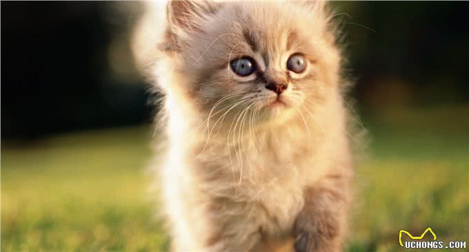 狗舔一口四肢截掉，猫舔一口全村吃席，动物的舌头这么可怕?