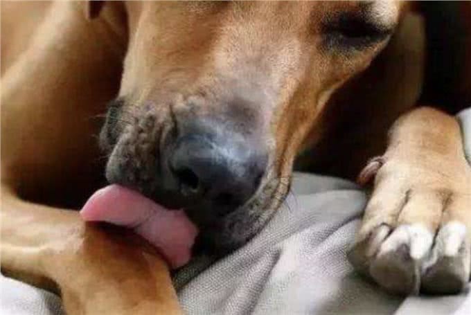 狗舔一口四肢截掉，猫舔一口全村吃席，动物的舌头这么可怕?