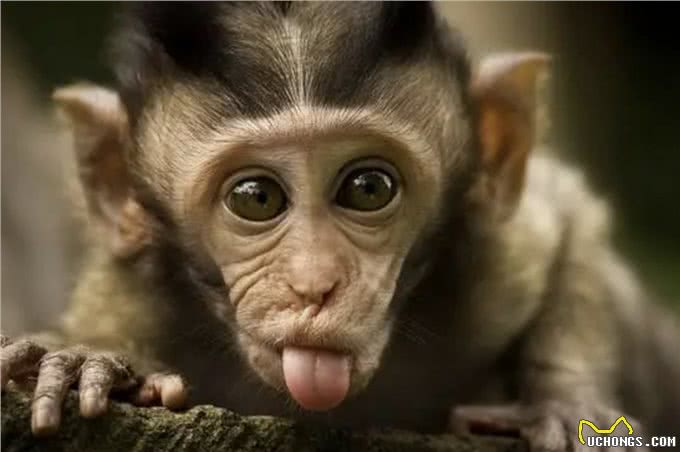 狗舔一口四肢截掉，猫舔一口全村吃席，动物的舌头这么可怕?