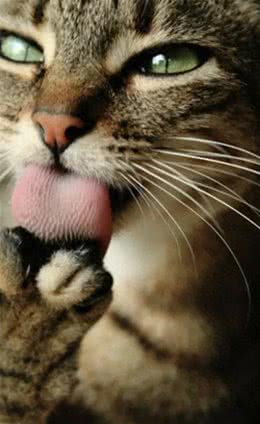 狗舔一口四肢截掉，猫舔一口全村吃席，动物的舌头这么可怕?