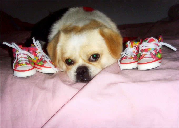 狗到底要不要穿鞋子?看看专家怎么说?