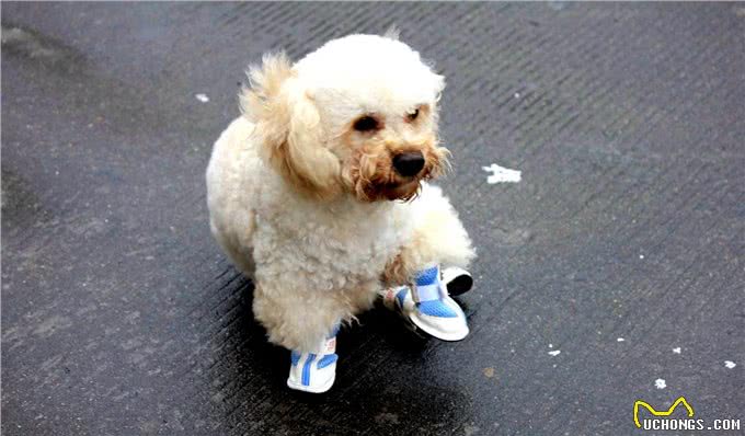 狗到底要不要穿鞋子?看看专家怎么说?