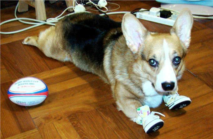 狗到底要不要穿鞋子?看看专家怎么说?