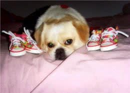 狗到底要不要穿鞋子?看看专家怎么说?