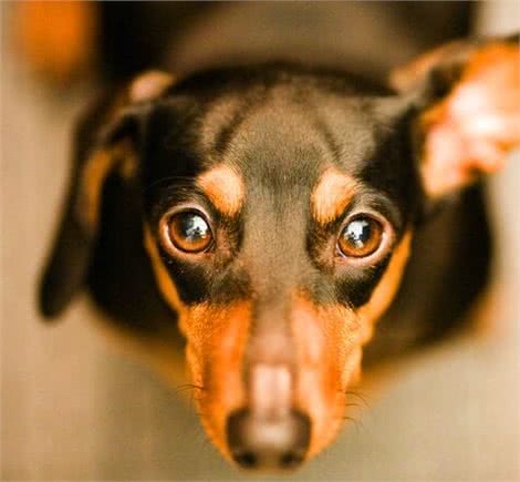 杜宾犬的优缺点