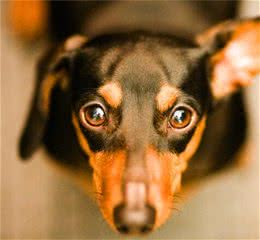 杜宾犬的优缺点