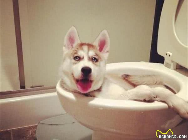 古人云狗之过，主之错!你的狗狗我来教