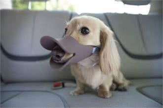 古人云狗之过，主之错!你的狗狗我来教