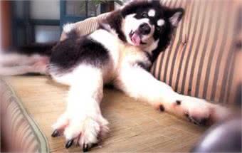 古人云狗之过，主之错!你的狗狗我来教