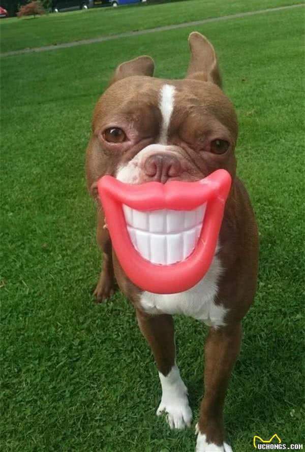 古人云狗之过，主之错!你的狗狗我来教