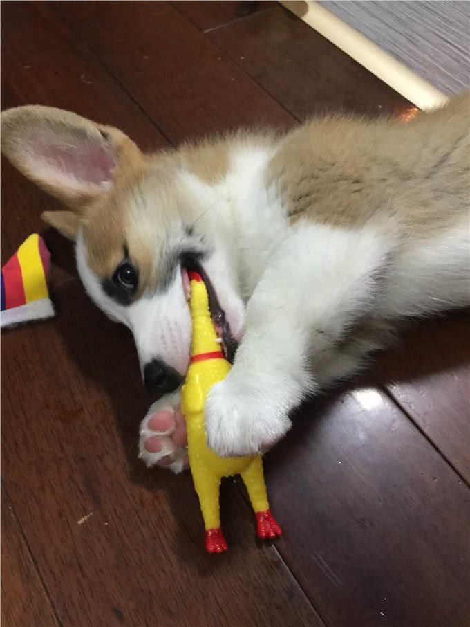 古人云狗之过，主之错!你的狗狗我来教