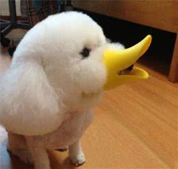 古人云狗之过，主之错!你的狗狗我来教