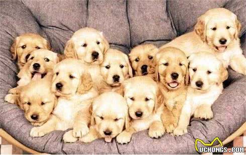 新手养狗之养宠指南~可能会对你这个新晋铲屎官有帮助哦