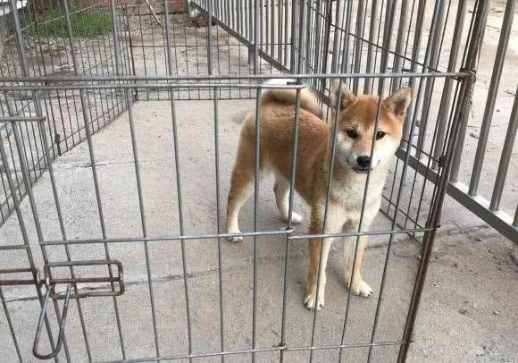 柴犬被主人设计了,一块肉就让它失去了自由,狗:吃肉的惩罚