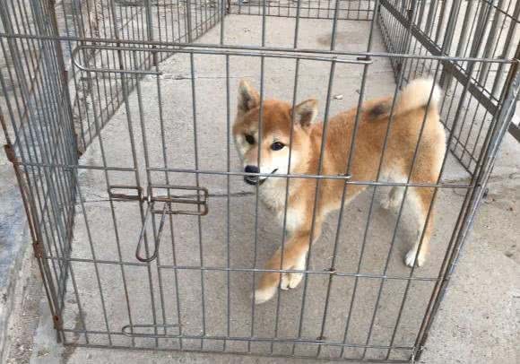 柴犬被主人设计了，一块肉就让它失去了自由，狗:吃肉的惩罚