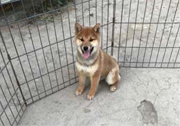 柴犬被主人设计了，一块肉就让它失去了自由，狗:吃肉的惩罚