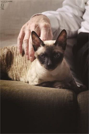 帝王柯尼斯卷毛猫诞生记