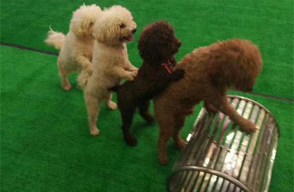 狗狗配种的4种方式，你知道几个?