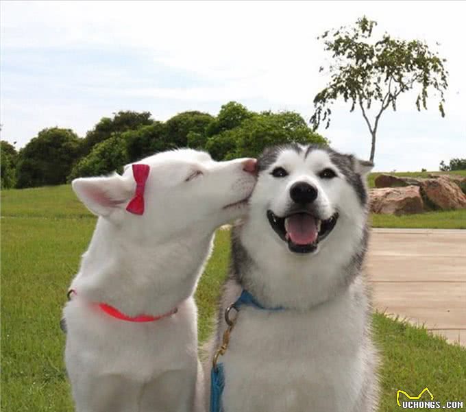 狗狗配种的4种方式，你知道几个?