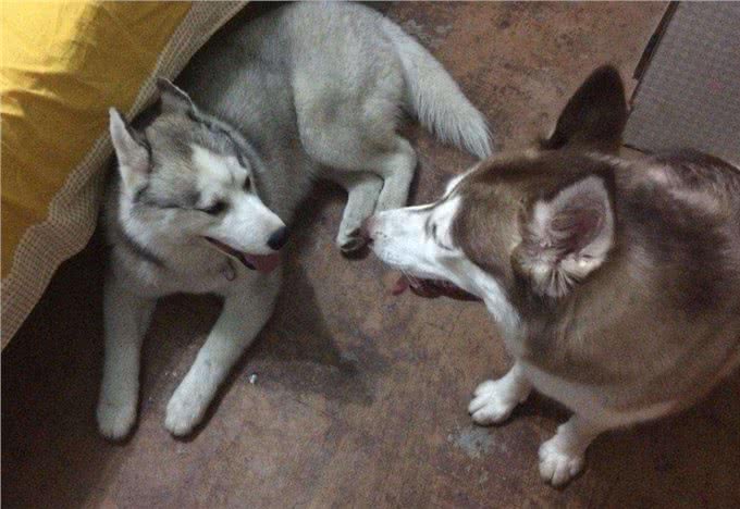 狗狗配种的4种方式，你知道几个?