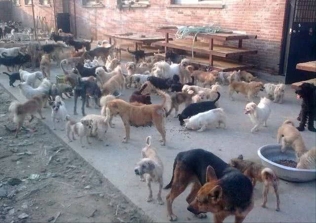 狗狗配种的4种方式，你知道几个?