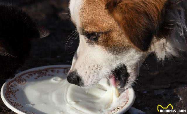 狗狗配种的4种方式，你知道几个?