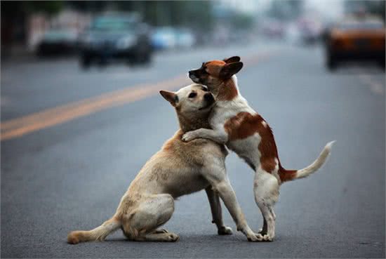 狗狗配种的4种方式，你知道几个?