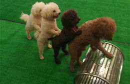 狗狗配种的4种方式，你知道几个?