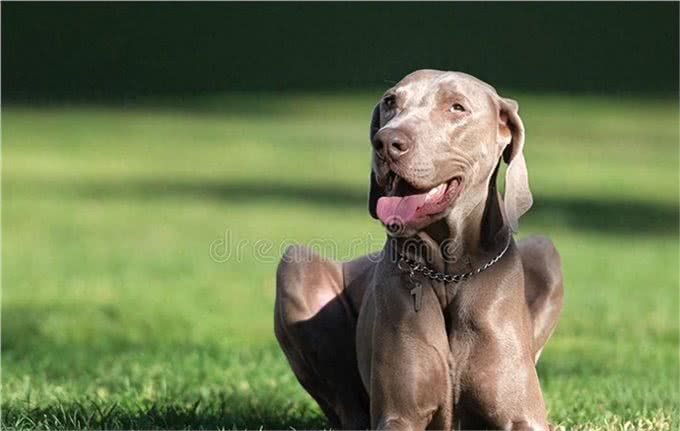 善于狩猎的威玛猎犬,你了解多少呢?