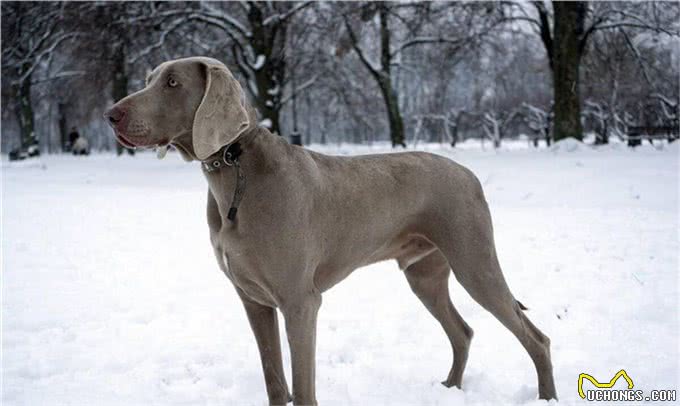 善于狩猎的威玛猎犬,你了解多少呢?