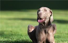 善于狩猎的威玛猎犬，你了解多少呢?