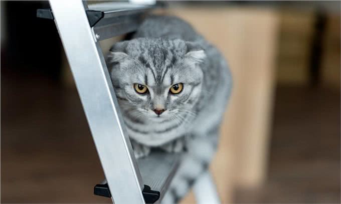 辟谣!几乎每只折耳猫都会有骨骼病变!只是有严重和轻微的区别