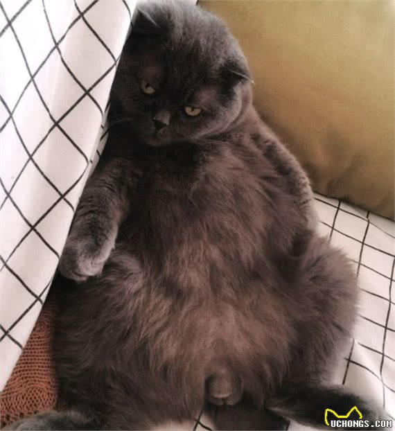 辟谣!几乎每只折耳猫都会有骨骼病变!只是有严重和轻微的区别