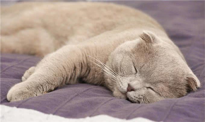 辟谣!几乎每只折耳猫都会有骨骼病变!只是有严重和轻微的区别