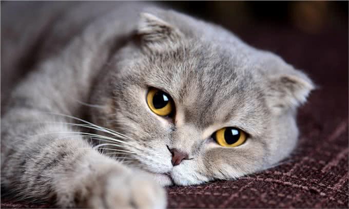 辟谣!几乎每只折耳猫都会有骨骼病变!只是有严重和轻微的区别