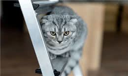 辟谣!几乎每只折耳猫都会有骨骼病变!只是有严重和轻微的区别