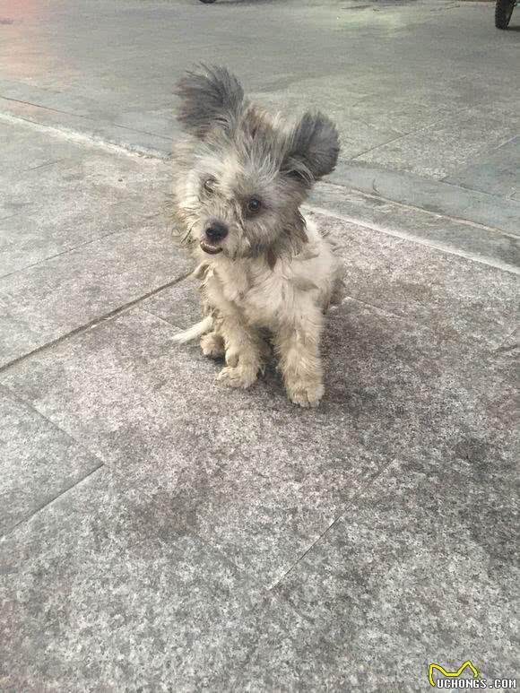 被主人遗弃的小拉萨犬,好心人想收养却遇到难题